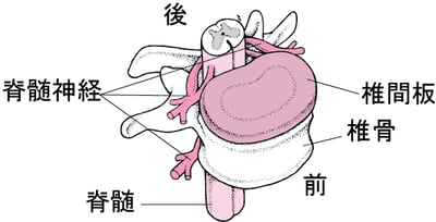脊髄伝導路