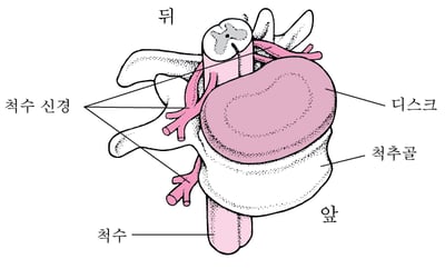 척수 신호 전달