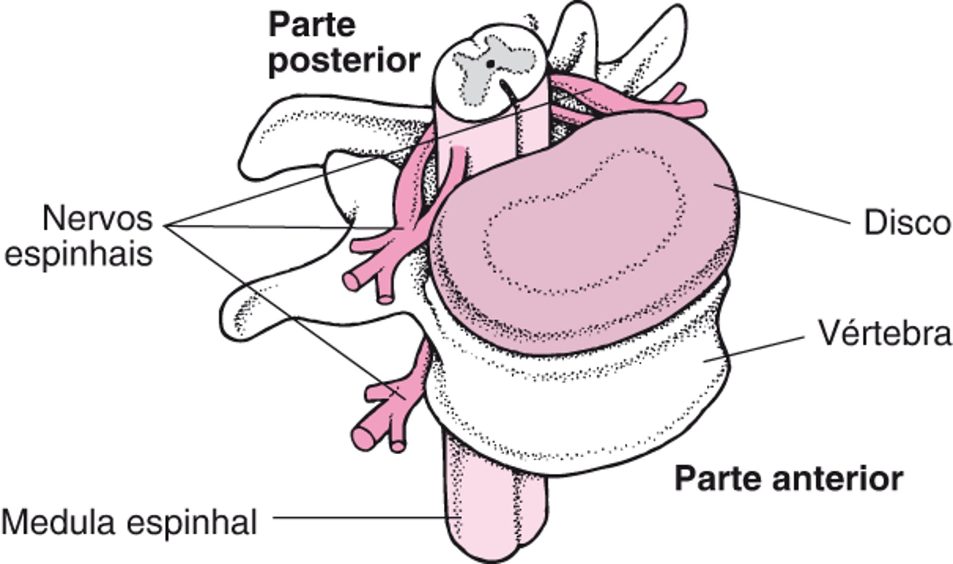 Medula espinhal: de e para e para cima e para baixo