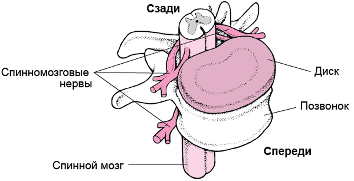 Спинной мозг: вверх и вниз, туда и обратно