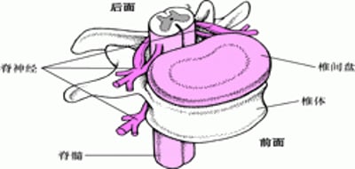 在脊髓中往返传导和上下传导