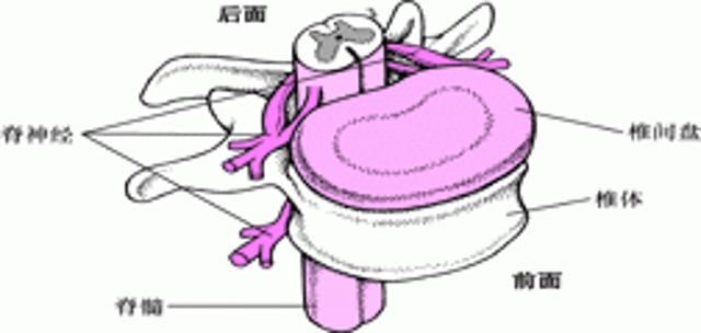 在脊髓中往返传导和上下传导
