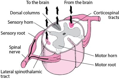To and From and Up and Down the Spinal Cord