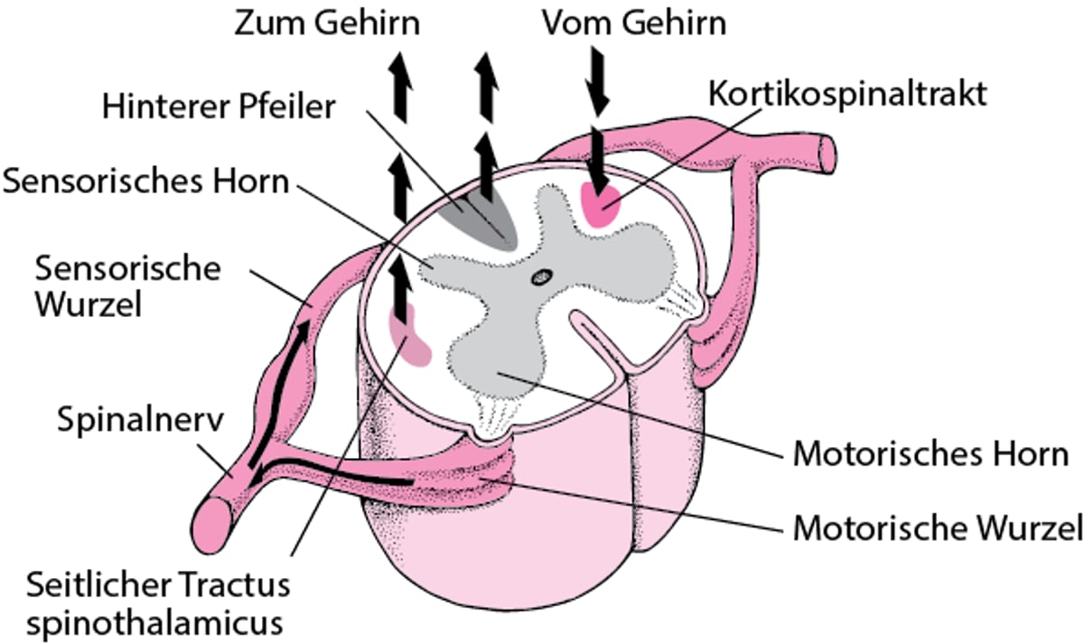 Zum, vom und entlang des Rückenmarks hinauf und herab