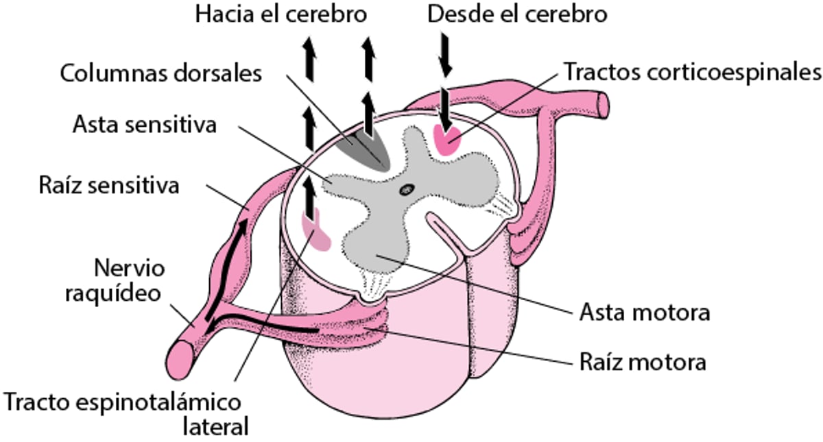 Los impulsos nerviosos y la médula espinal