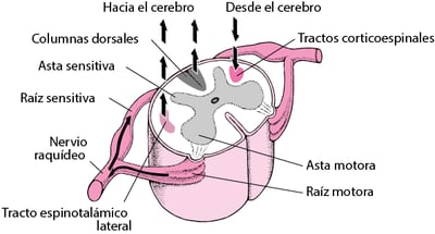 Los impulsos nerviosos y la médula espinal