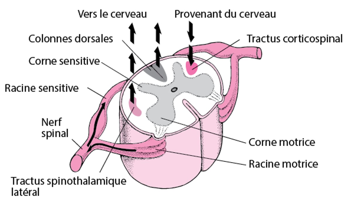 Depuis et jusqu’à la moelle épinière, en montant et en descendant