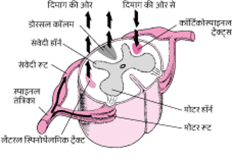 स्पाइनल कॉर्ड से या इसके लिए ऊपर और नीचे