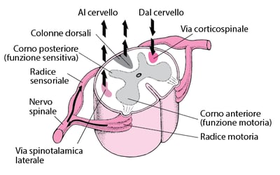 Verso e dal midollo spinale, in alto e in basso