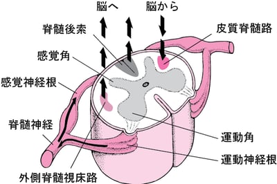 脊髄伝導路