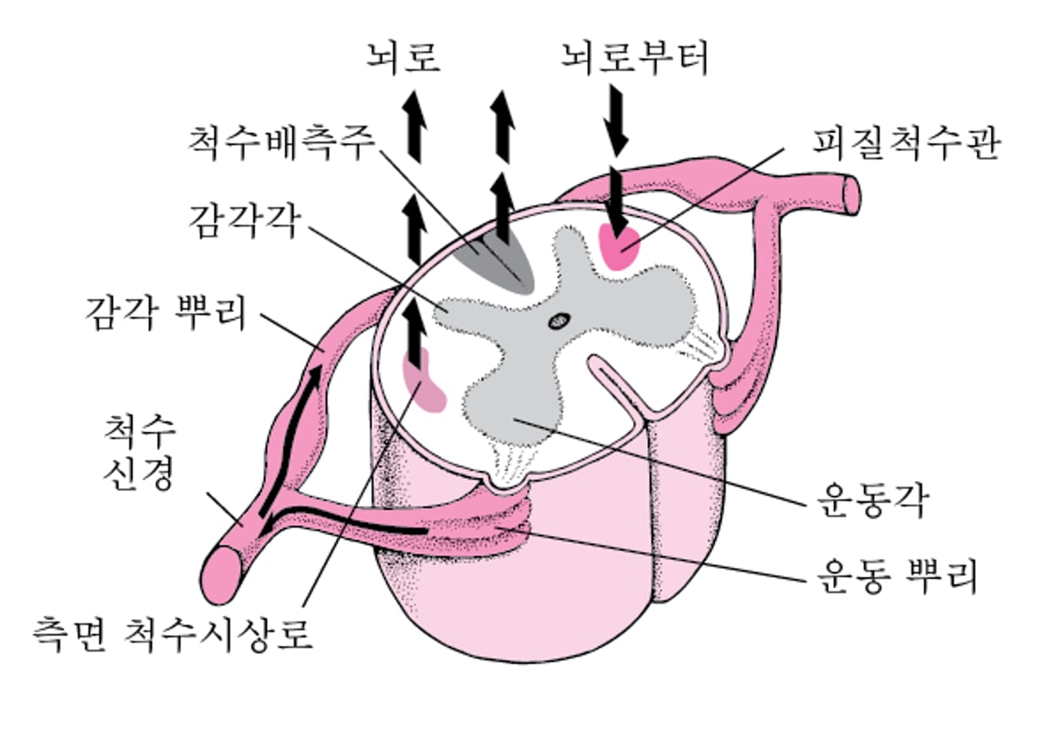척수 신호 전달
