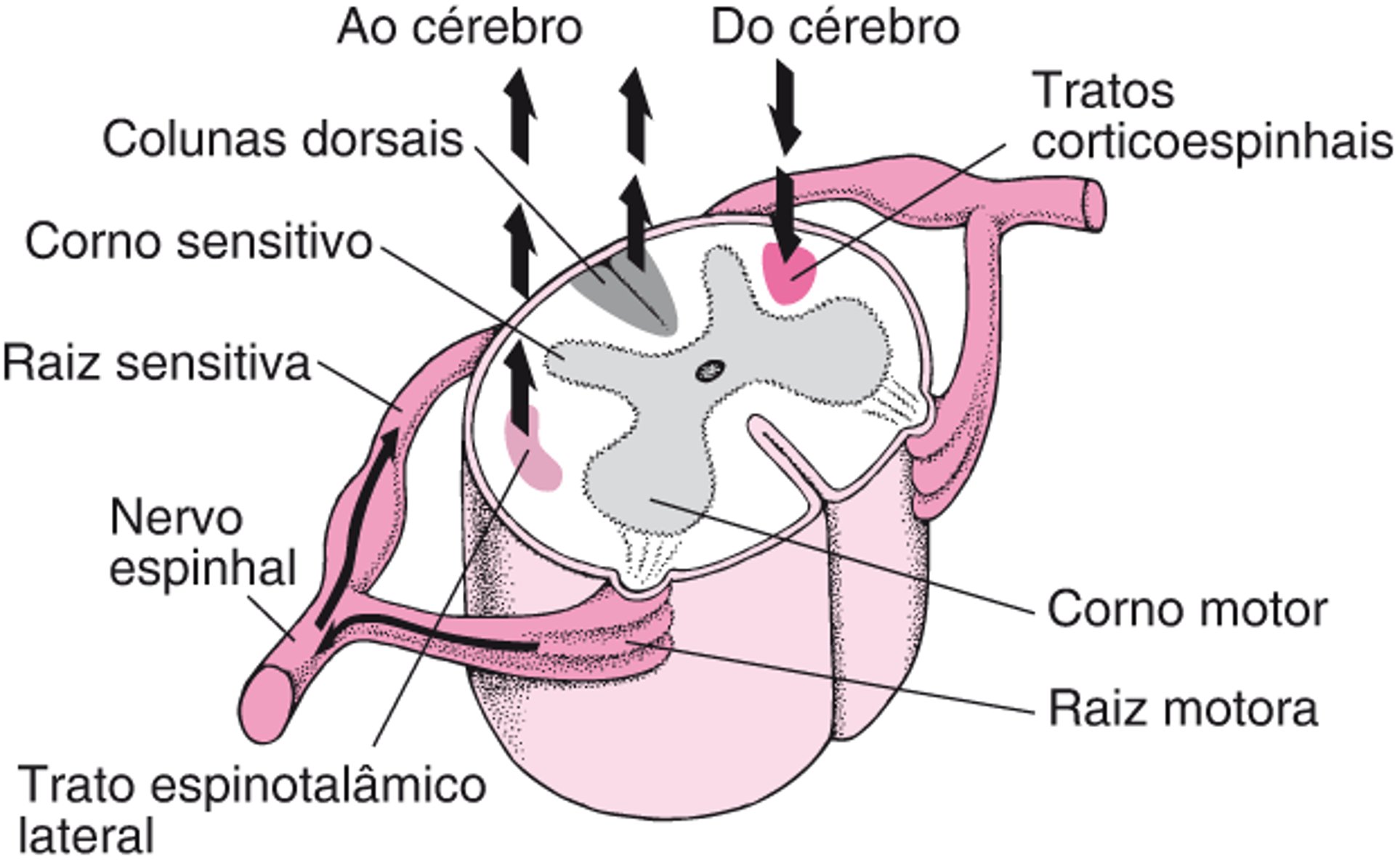 Medula espinhal: de e para e para cima e para baixo