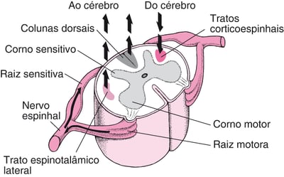 Medula espinhal: de e para e para cima e para baixo