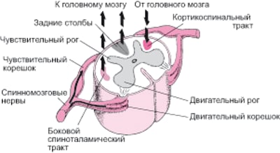 Спинной мозг: вверх и вниз, туда и обратно