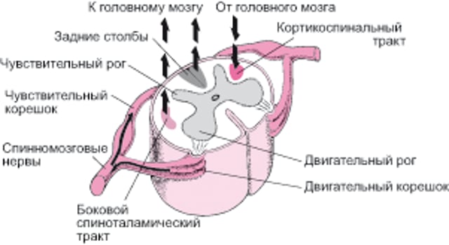 Спинной мозг: вверх и вниз, туда и обратно