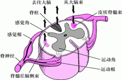 在脊髓中往返传导和上下传导
