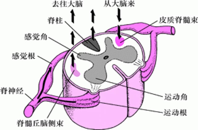 在脊髓中往返传导和上下传导