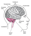 Viewing the Brain