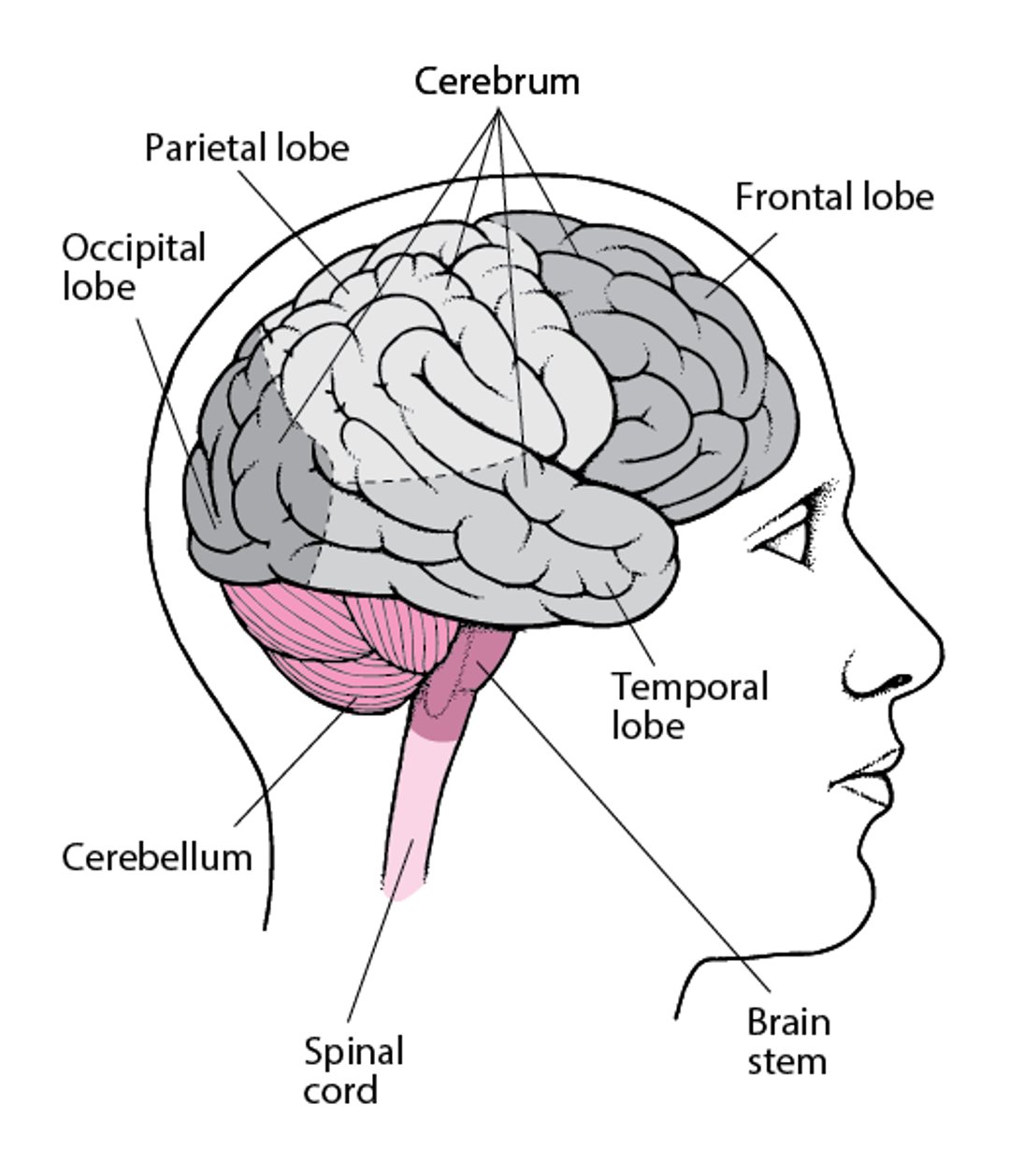 Viewing the Brain