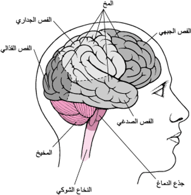 استعراض الدماغ