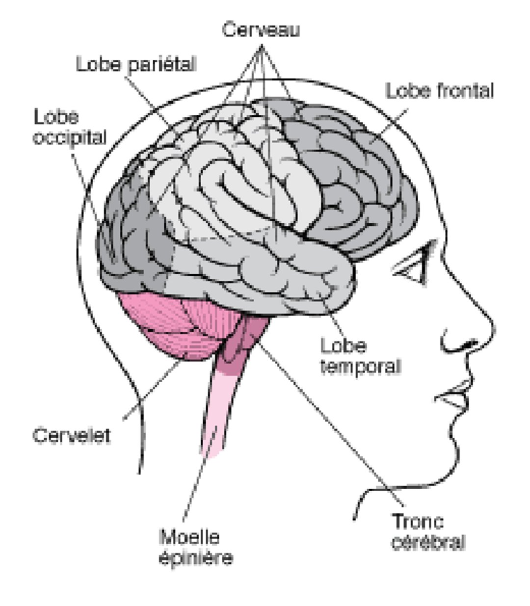 Structure cérébrale