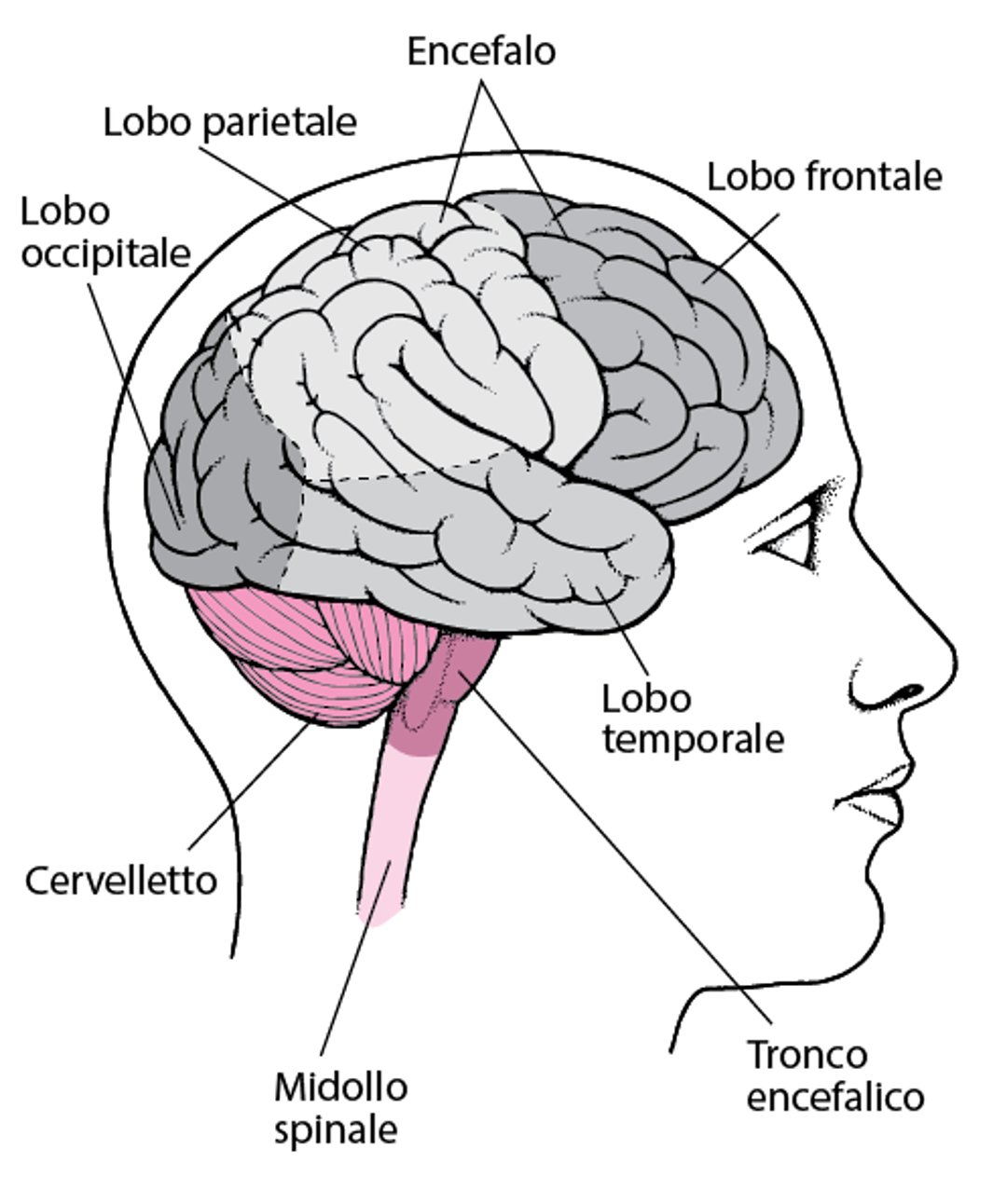 Struttura cerebrale