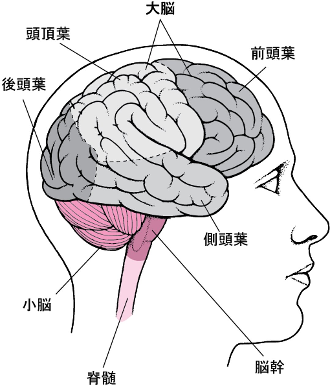 脳のうの構造こうぞう