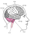 뇌 살펴보기