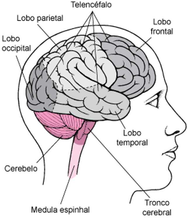 Visualização do cérebro