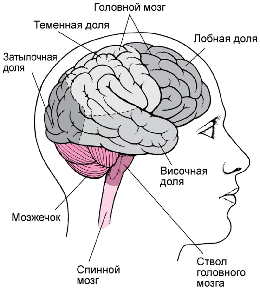 Обзор головного мозга
