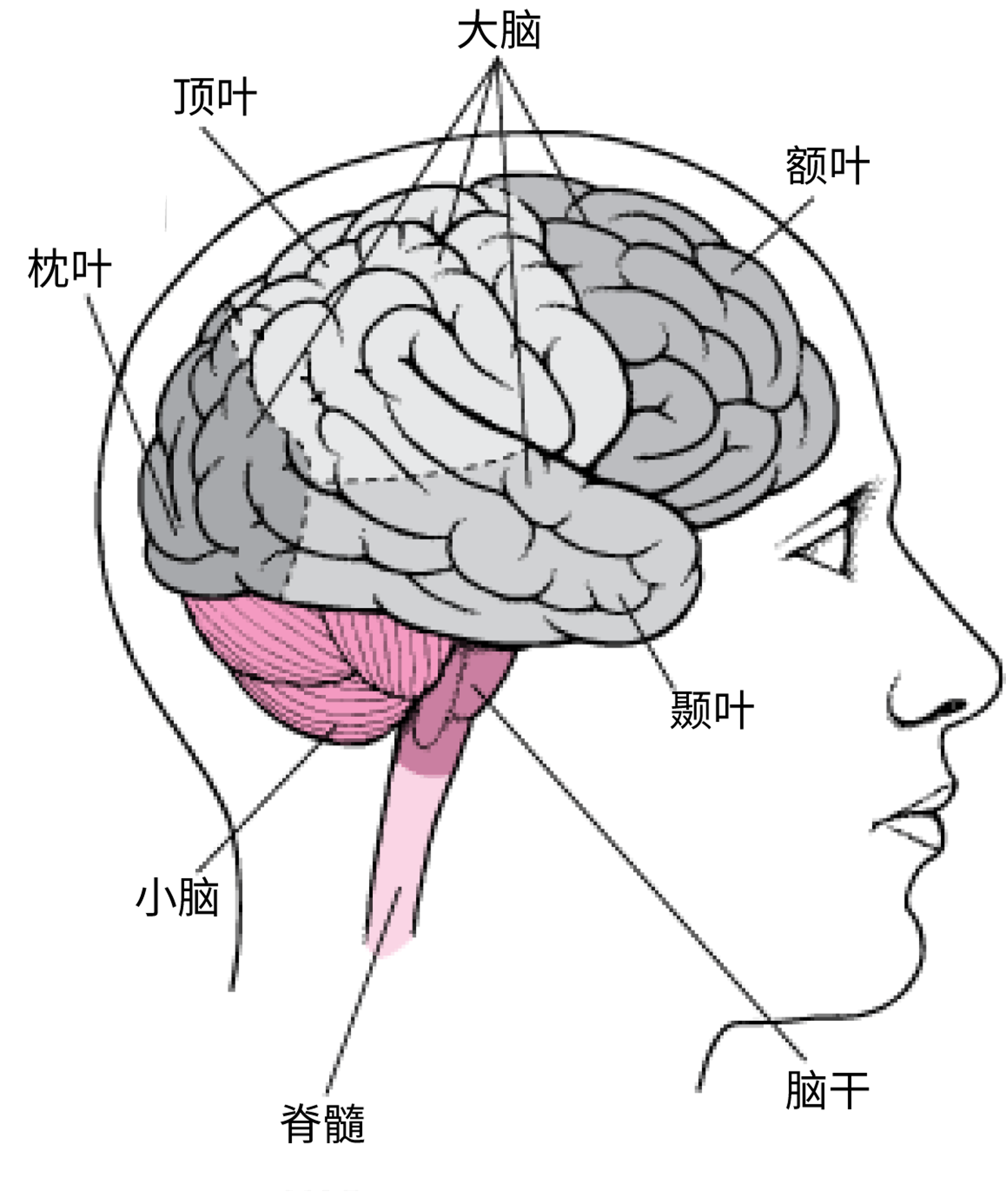 脑部结构
