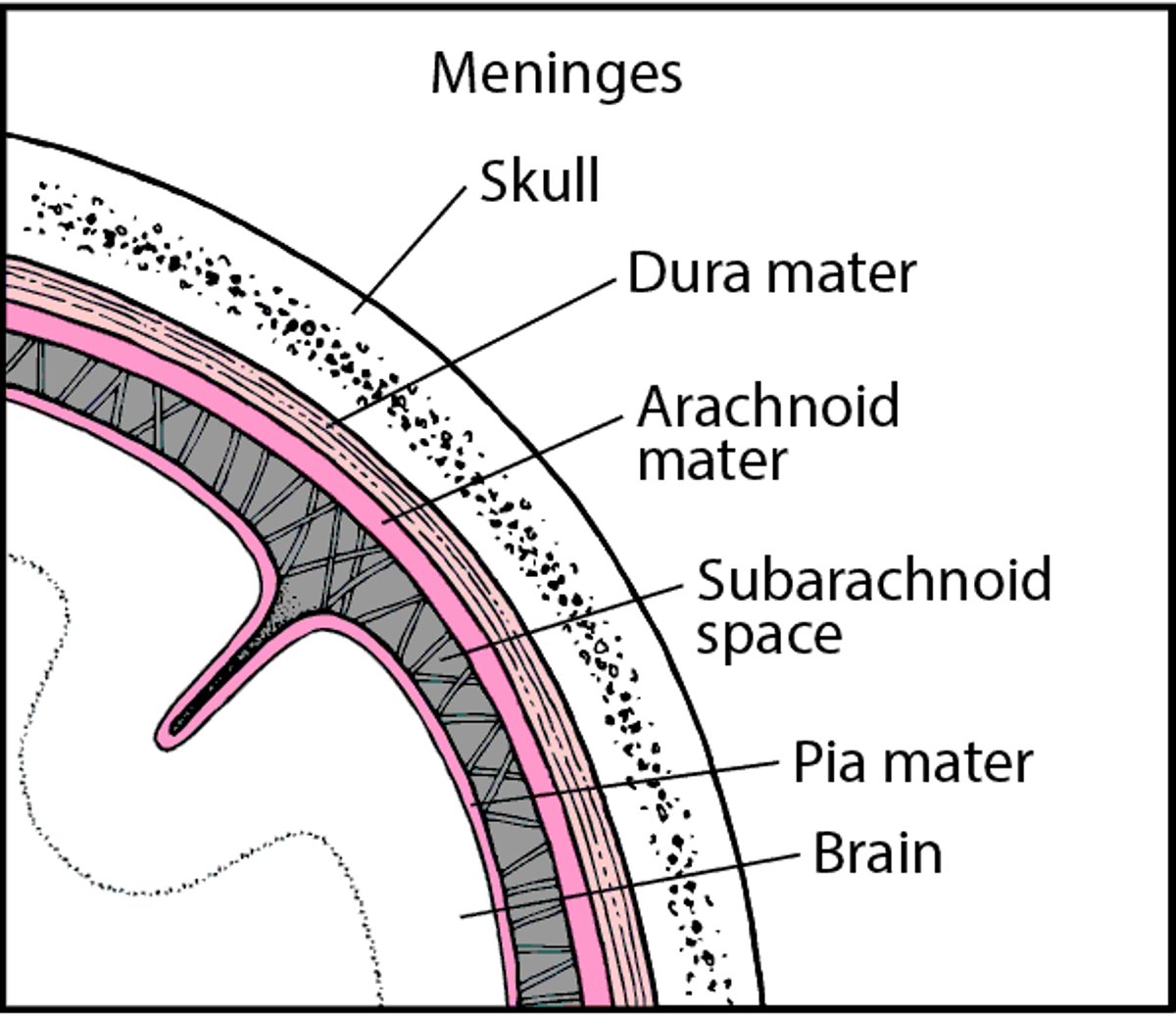 Tissues Covering the Brain