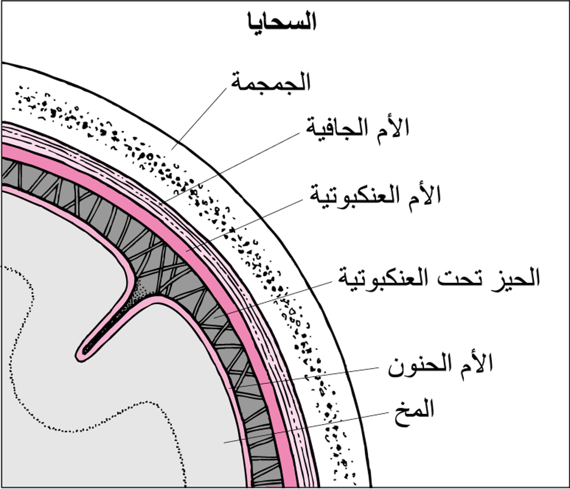 الأنسجة التي تُغطي الدماغ