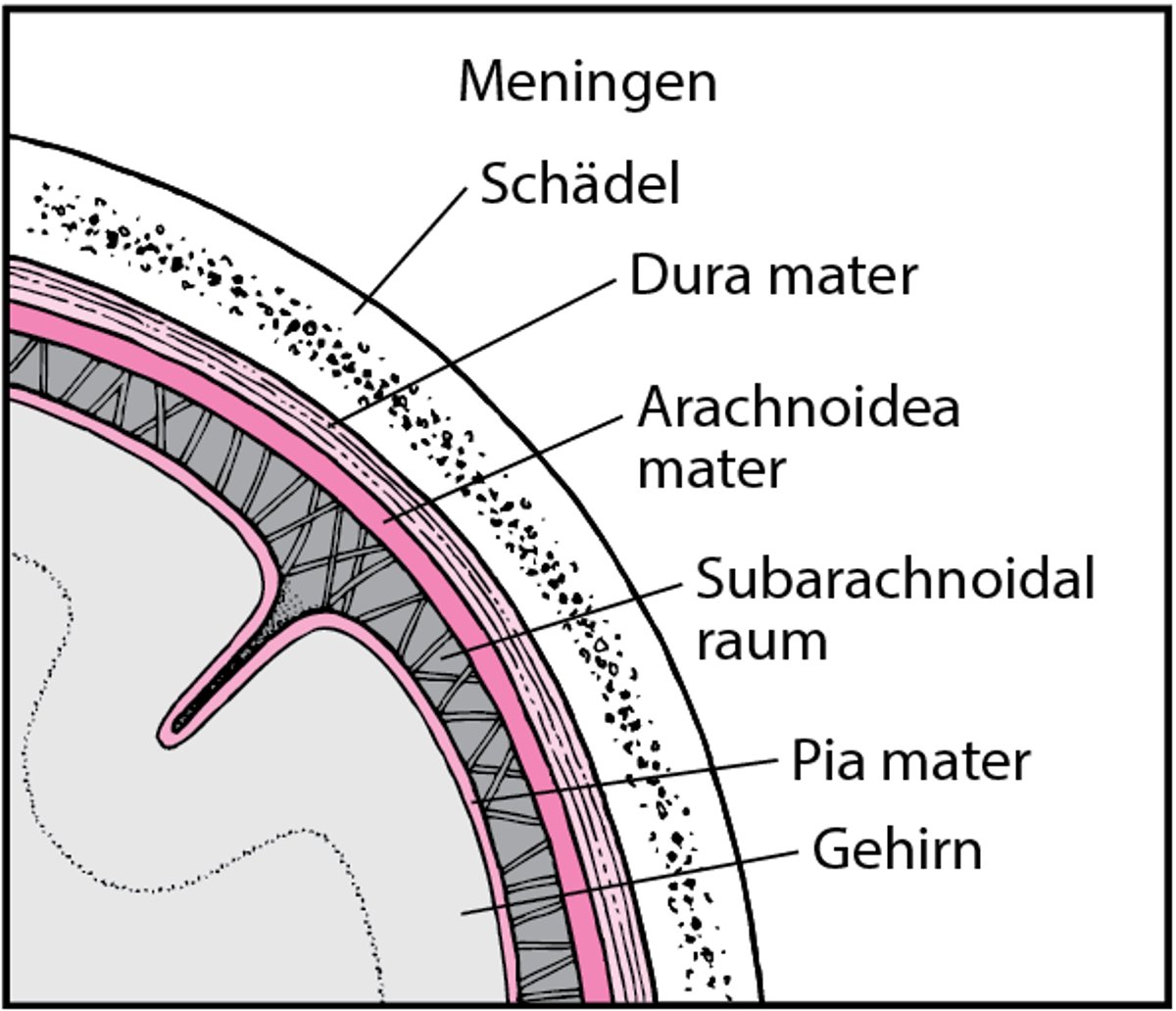 Hirnhäute