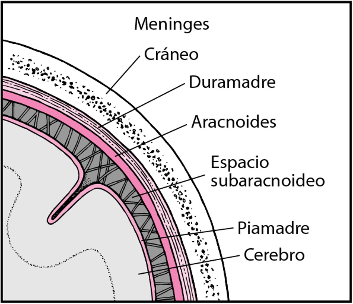 Tejidos que recubren el encéfalo