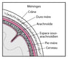 Tissus recouvrant le cerveau
