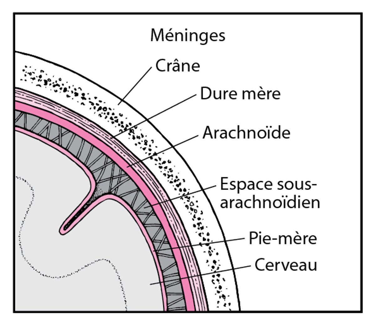 Tissus recouvrant le cerveau