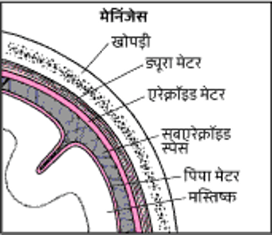 मस्तिष्क को ढकने वाले ऊतक