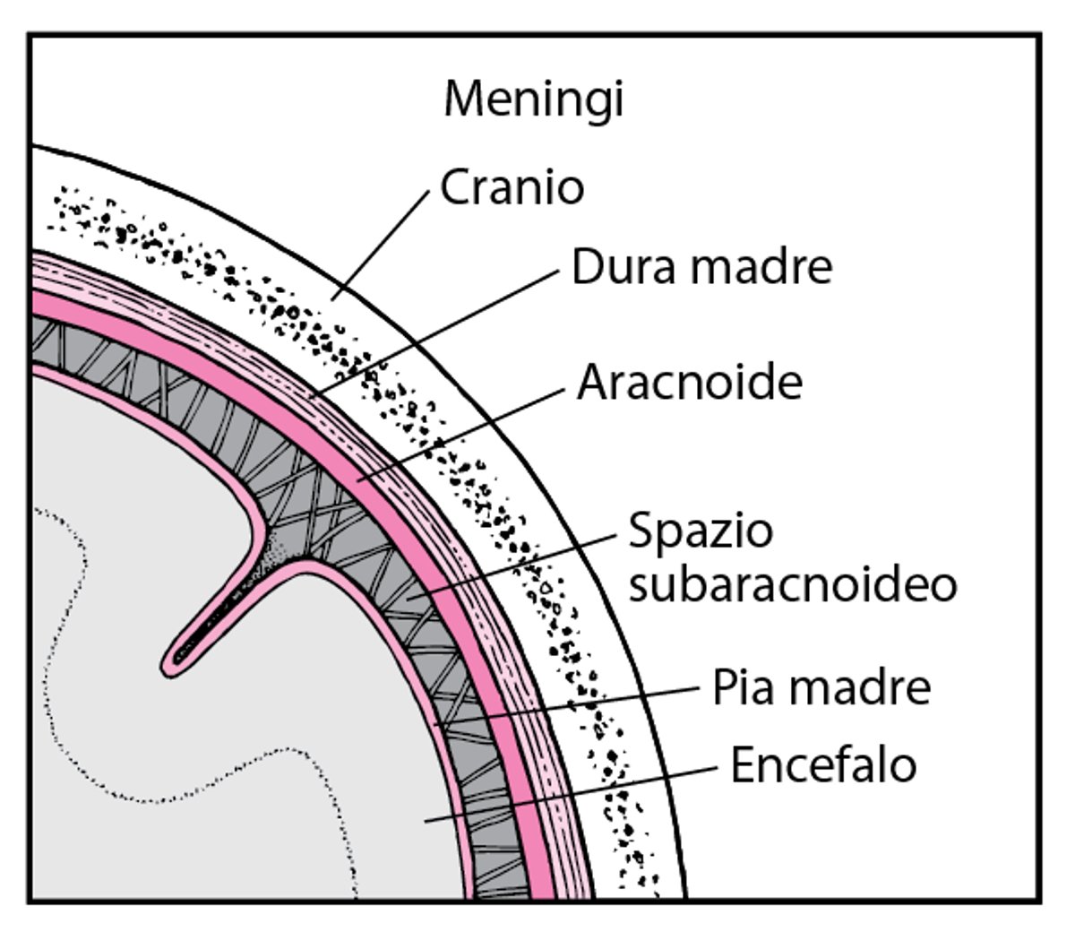 Tessuti che rivestono il cervello