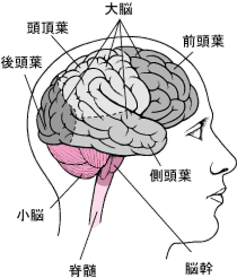 <ruby >脳<rt >のう</rt></ruby>を<ruby >覆<rt >おお</rt></ruby>っている<ruby >組織<rt >そしき</rt></ruby>