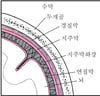 뇌를 덮고 있는 조직