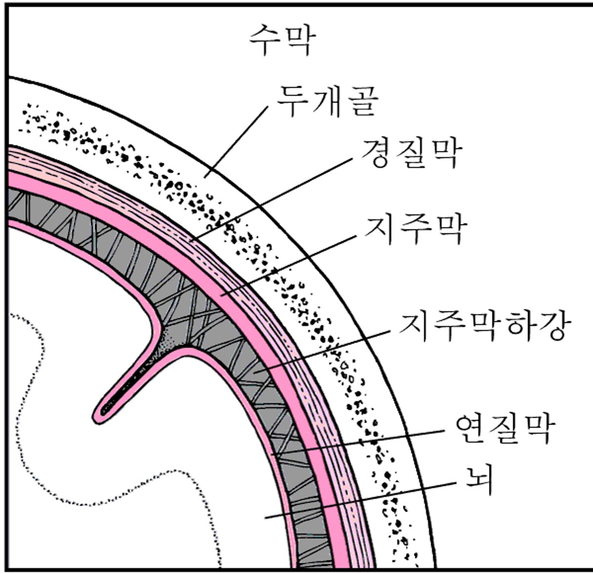 뇌를 덮고 있는 조직