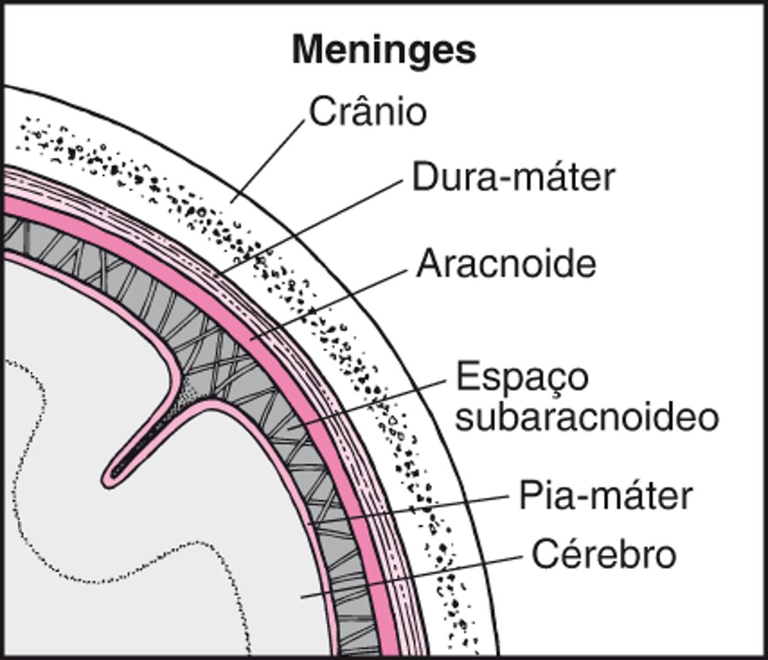 Tecidos que revestem o cérebro