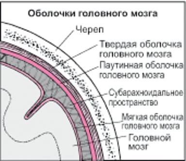 Оболочки, покрывающие мозг