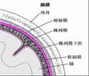 覆盖脑的组织