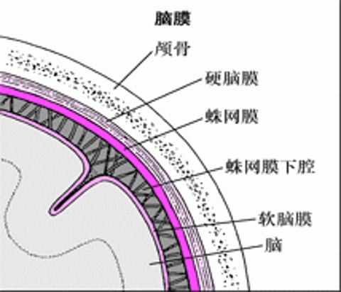 覆盖脑的组织