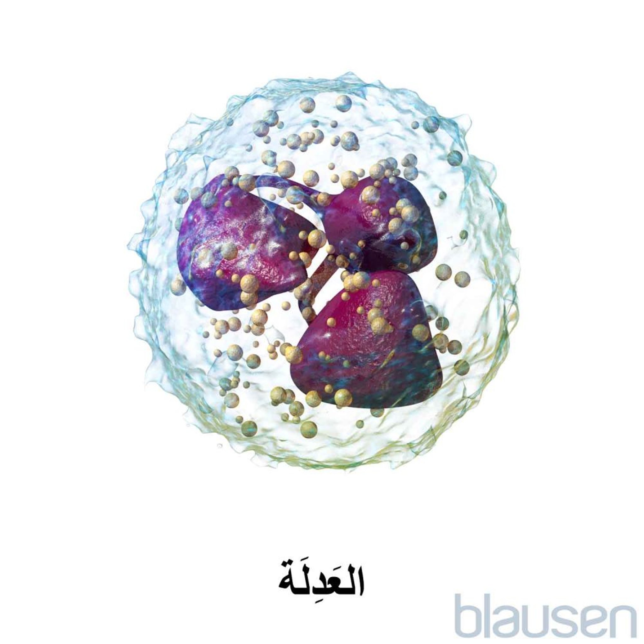 عَدِلة