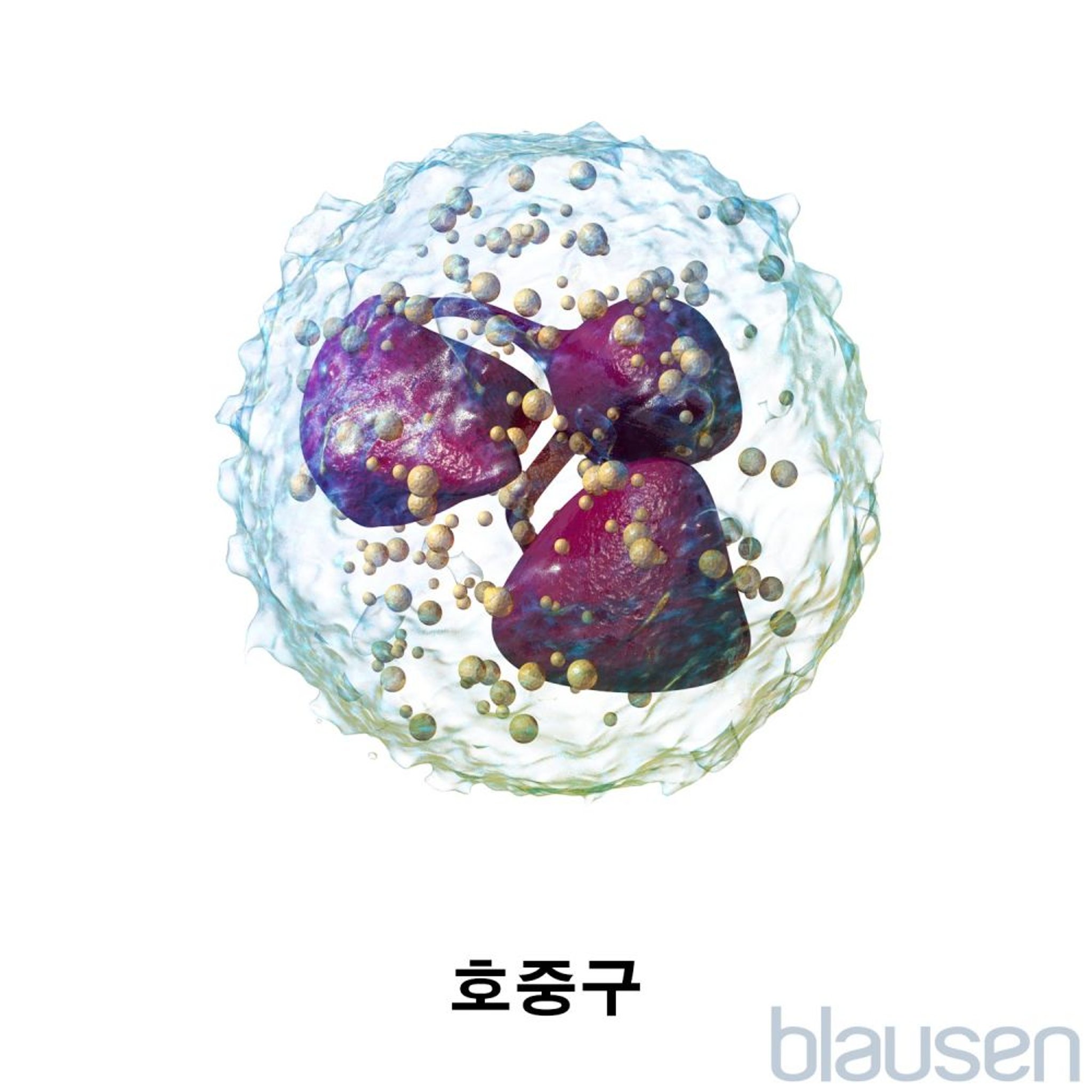 호중구