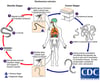 Life Cycle of Onchocerca volvulus