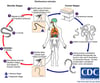 Ciclo vitale di Onchocerca volvulus